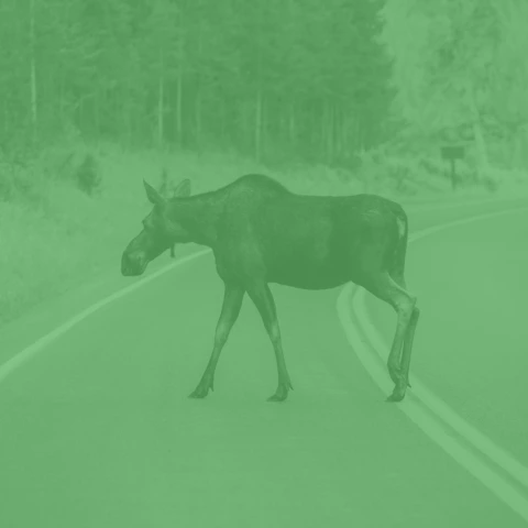 compensa_900x900_car_animal_6533-e360113b80af79ff6e27f45b45bf39ad.jpg